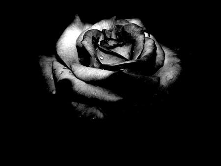 la rose